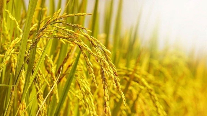 Phương thức trồng lúa mới giúp giảm 35% khí thải methane