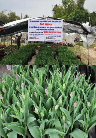 Mô hình sản xuất hoa Tulip (Tulipa) chất lượng cao tại xã Đồng Thái, huyện An Dương, thành phố Hải Phòng