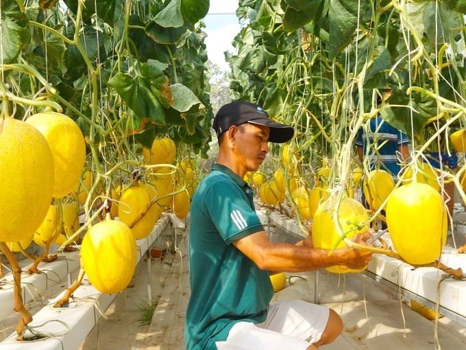 Trồng dưa lưới thủy canh ứng dụng công nghệ số