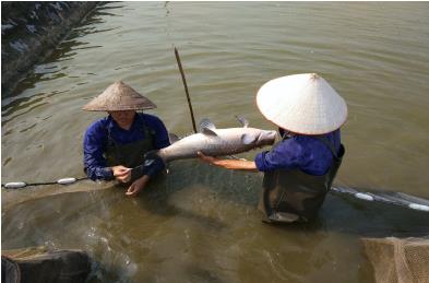 Xây dựng mô hình sinh sản nhân tạo giống cá trắm đen (Mylopharyngodon piceus) tại Hải Phòng