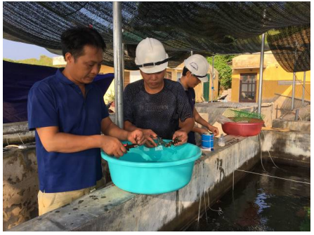 Xây dựng quy trình nhân giống san hô trên bể và thử nghiệm trồng san hô tái tạo, phục hồi hệ sinh thái rạn san hô tại Khu bảo tồn biển Bạch Long Vĩ