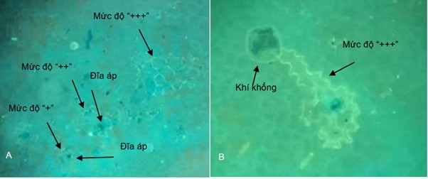 Nghiên cứu khả năng kích kháng bệnh thán thư của chủng nấm Penicillium citrinum CTND-2405 trên cây húng quế