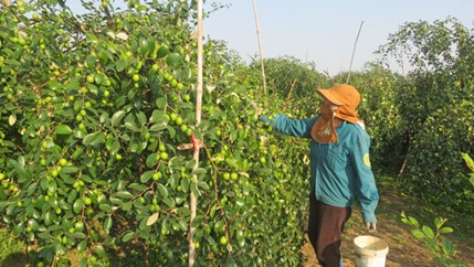 Hỗ trợ quản lý, khai thác và phát triển nhãn hiệu tập thể “Táo Bàng La” cho sản phẩm táo quả của phường Bàng La, quận Đồ Sơn, thành phố Hải Phòng