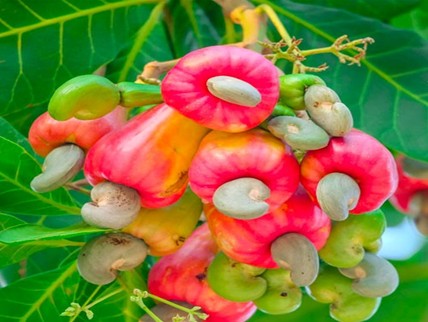 Ứng dụng đồng bộ các giải pháp canh tác tiên tiến xây dựng vùng nguyên liệu điều theo chuỗi giá trị đảm bảo tiêu chuẩn xuất khẩu