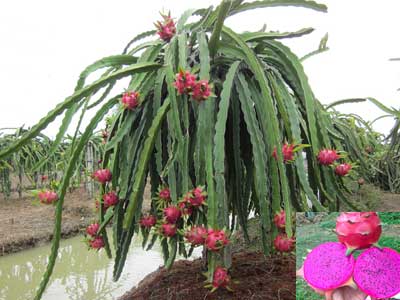 Nhà nông Hải Phòng trồng thành công thanh long ruột tím