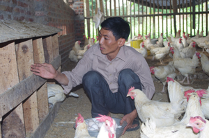 Vuơn lên làm giàu từ mô hình chim cút và gà đẻ trứng