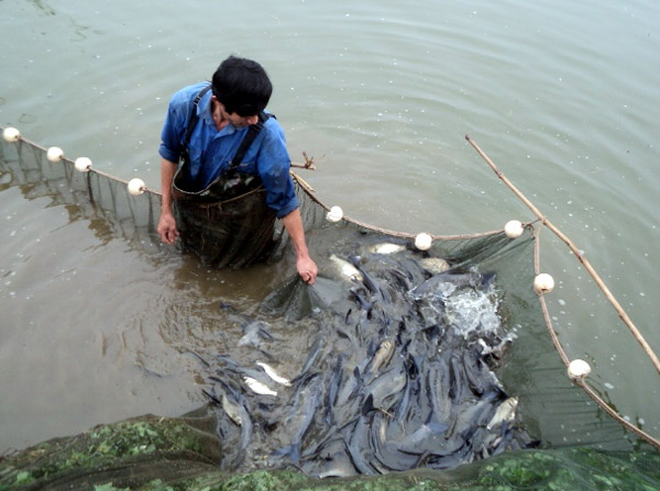 Người nông dân có thể làm giàu từ nuôi cá