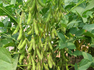 Đậu tương ĐT26