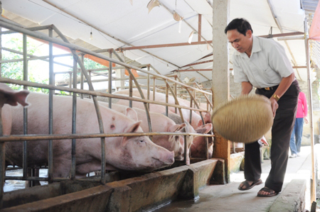 Giải pháp hữu ích trong chăn nuôi lợn từ thức ăn sinh học