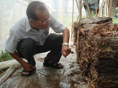 Sản xuất nấm rơm từ giá thể lục bình
