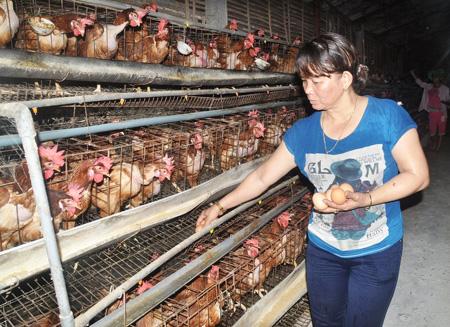 Mô hình nuôi gà, ngan đẻ trứng cho hiệu quả kinh tế cao
