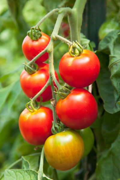 Kỹ thuật trồng cà chua ghép trái vụ