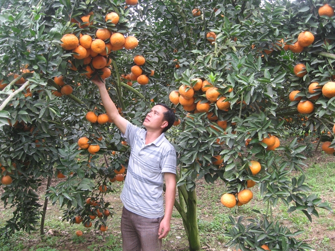 Thâm canh cam năng suất cao