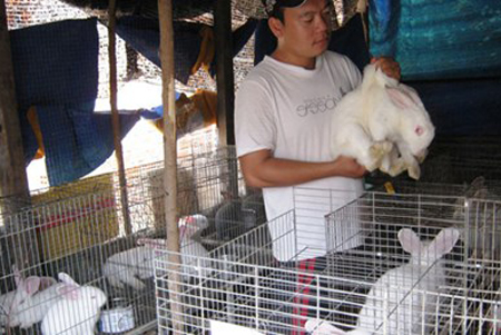 Thu nhập hàng chục triệu mỗi tháng nhờ nuôi thỏ