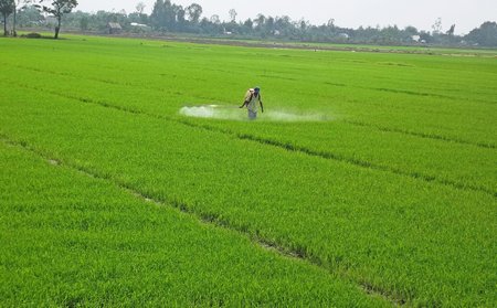 Phòng trừ một số bệnh vi khuẩn hại lúa bằng nước vôi
