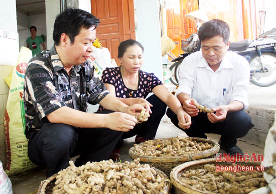 Trồng nghệ sạch thu 200 triệu đồng/ha ở Nghệ An