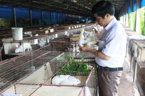 Lợi kép từ nuôi thỏ công nghiệp