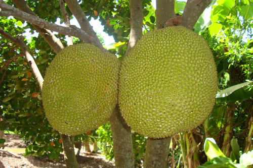 Làm giàu từ cây mít