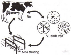 Chứng ngộ độc ở bò