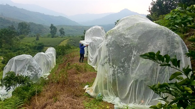 Mắc màn cho cây cam, lợi ích nhiều mặt