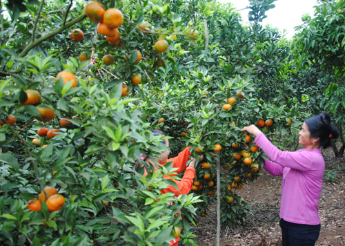Thu tiền tỷ từ trồng xen canh cam
