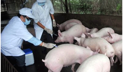 Bệnh dịch tả lợn và biện pháp phòng bệnh