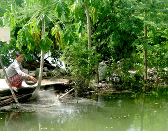 Vườn – ao – chuồng cho thu nhập tốt