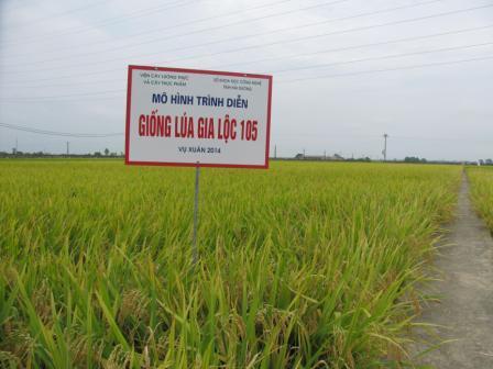 Giống lúa Gia Lộc 105 có năng suất, chất lượng cao