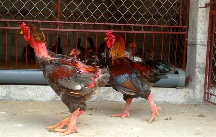 Làm giàu từ chăn nuôi gà Đông Tảo lai