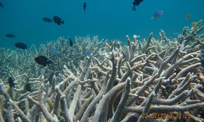 Rạn san hô Great Barrier đang bị rong biển độc đe dọa