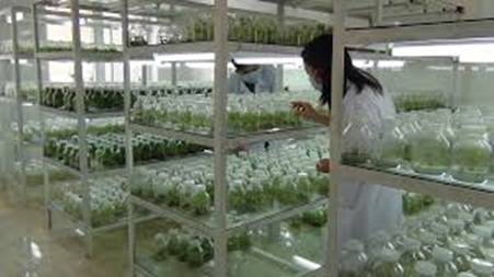 Ứng dụng nuôi cấy mô tế bào trong hệ thống sản xuất giống cây trồng sạch bệnh