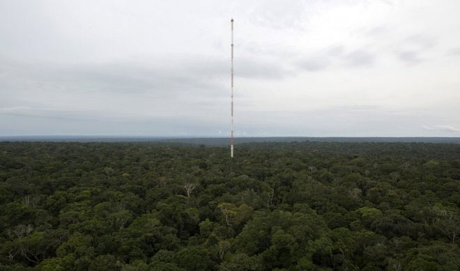 Tháp quan sát chọc trời giữa rừng Amazon