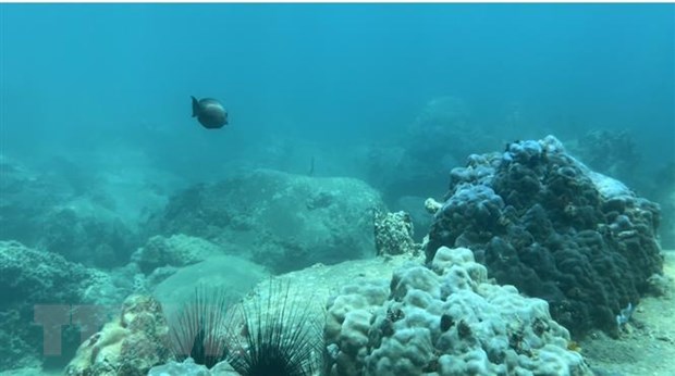 Giải pháp phục hồi, bảo vệ rạn san hô vịnh biển Nha Trang