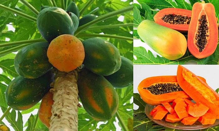 Lợi ích sức khỏe từ quả đu đủ