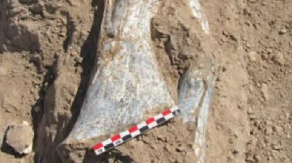 Iran: Phát hiện khu vực chứa hóa thạch động vật niên đại 10 triệu năm
