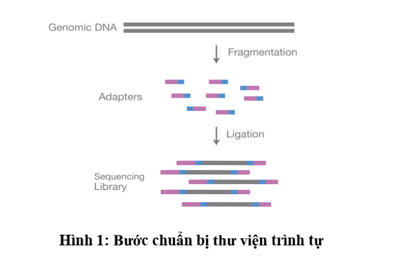 Ứng dụng kỹ thuật giải trình tự gen thế hệ mới (next sequencing) để xác định đột biến gen BRCA1 và BRCA2