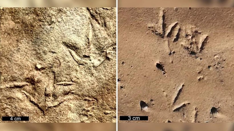 Dấu chân hóa thạch tiết lộ một loài động vật bí ẩn có bàn chân giống chim