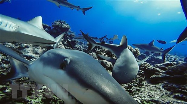 Phát hiện nguy cơ cá mập sống tại các rạn san hô bị tuyệt chủng