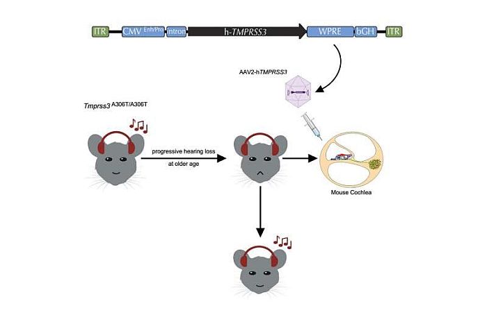 Liệu pháp gen lần đầu tiên cứu được thính giác ở mô hình chuột già