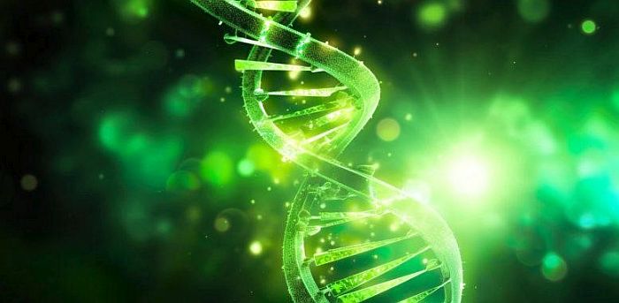 Các nhà khoa học biến đổi thành công “gen trường thọ”