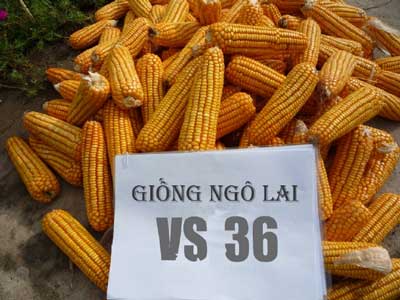 Giống ngô lai VS 36