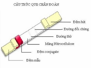 Sản xuất que chẩn đoán nhanh bệnh ký sinh trùng