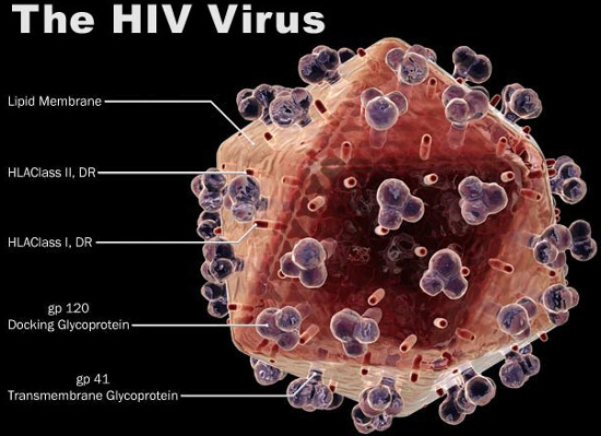 Tìm ra cách chặn virus HIV phát triển thành AIDS 