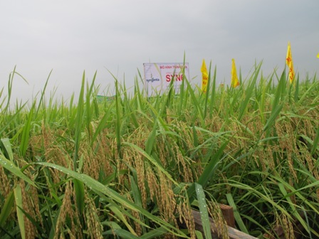 Tập trung sản xuất lúa vụ mùa và gieo trồng cây vụ Đông 