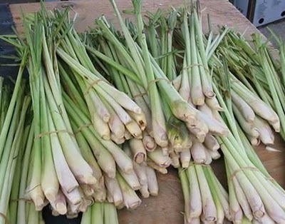 Cây sả chữa đau dạ dày, tiêu chảy do lạnh