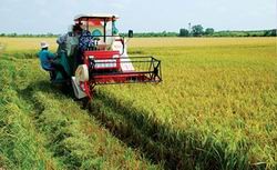 Khuyến khích hợp tác, liên kết sản xuất gắn với tiêu thụ nông sản