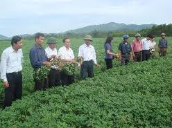 Viện Khoa học Nông nghiệp Việt Nam giới thiệu 3 giống lạc mới 