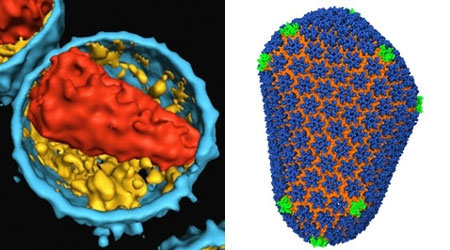 Lần đầu giải mã được cấu trúc bên trong virus HIV 