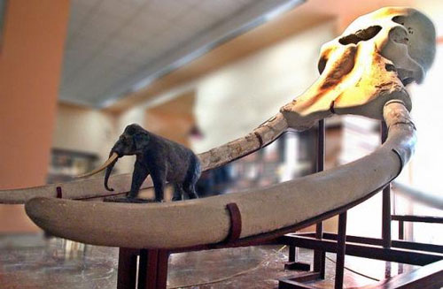 Tìm thấy hóa thạch ngà voi dài 3 mét ở Trung Quốc