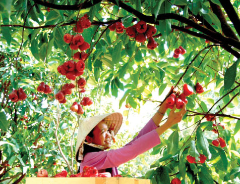 Nguyên tắc trồng và chăm sóc vườn cây ăn quả đảm bảo vệ sinh an toàn thực phẩm 